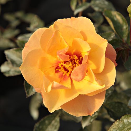 Portocaliu - roşcat - trandafir pentru straturi Floribunda
